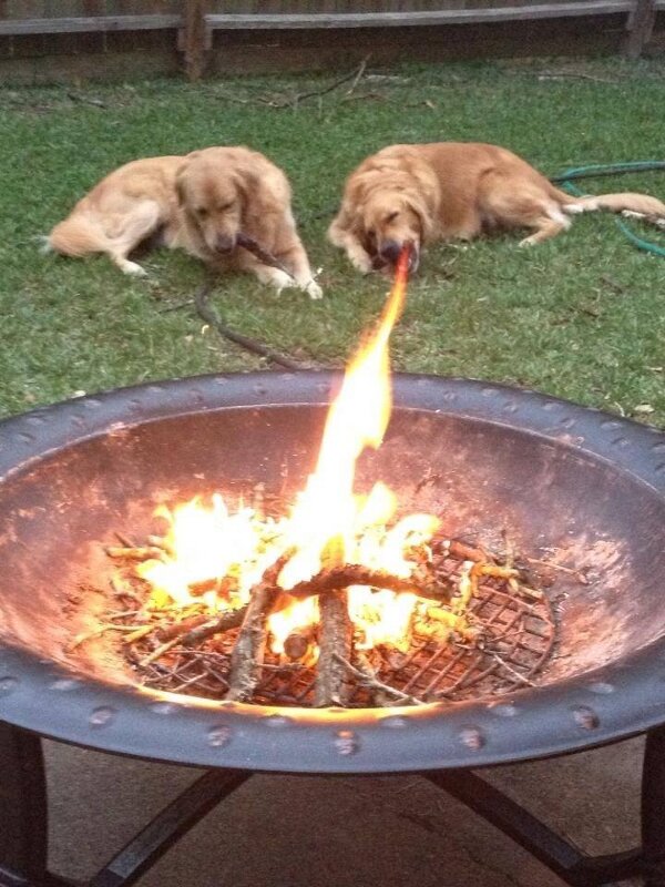 fire-breathing-dog.jpg